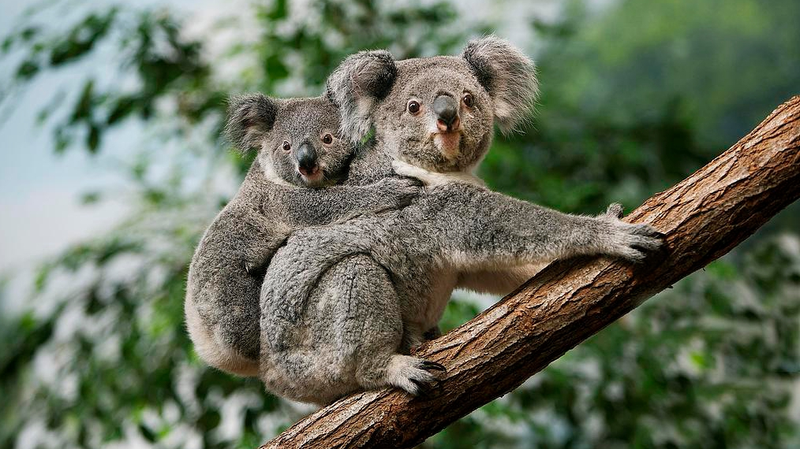 BDE48LGMZXITDTKFPED9 - 🌍NewspaperAmigo – Your Global News Buddy 🗞️ Australia Launches World-First Koala Chlamydia Vaccine 🐨💉