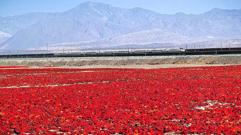 🌶️ Xinjiang’s Gobi Desert Turns Crimson as Chili Harvest Peaks! 🌶️ Xinjiang's Gobi Desert Turns Crimson as Chili Harvest Peaks!