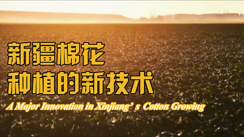 Xinjiang Cotton Farmers Boost Yields with Revolutionary Dry Sowing Technique 🌱✨ Xinjiang Cotton Farmers Boost Yields with Revolutionary Dry Sowing Technique 🌱✨ video poster
