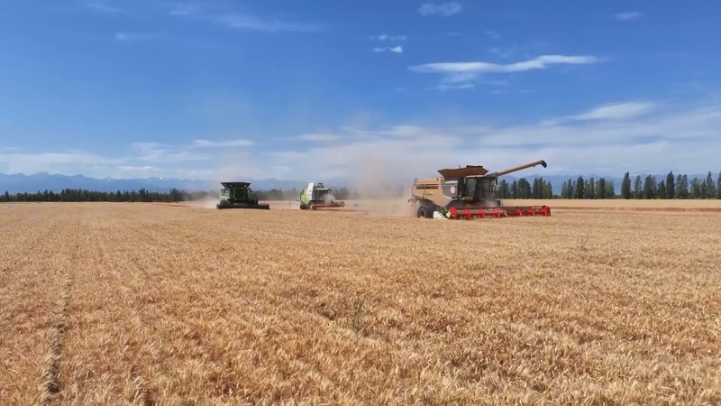 Xinjiang Village Harvests Tech-Driven Wheat Success 🌾💡 Xinjiang Village Harvests Tech-Driven Wheat Success 🌾💡 video poster