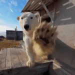 E7HCCVZI4227O3S768KB - 🌍NewspaperAmigo – Your Global News Buddy 🗞️ Polar Bears Turn Abandoned Station into Arctic Hangout 🐻❄️🏚️ video poster