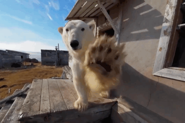 Polar Bears Turn Abandoned Station into Arctic Hangout 🐻❄️🏚️ Polar Bears Turn Abandoned Station into Arctic Hangout 🐻❄️🏚️ video poster