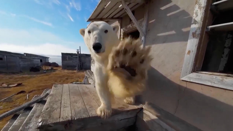 E7HCCVZI4227O3S768KB - 🌍NewspaperAmigo – Your Global News Buddy 🗞️ Polar Bears Turn Abandoned Station into Arctic Hangout 🐻❄️🏚️ video poster