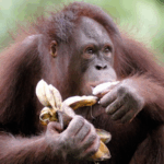 Chimps Sip Daily 'Cocktails' 🍹— What It Reveals About Humans!