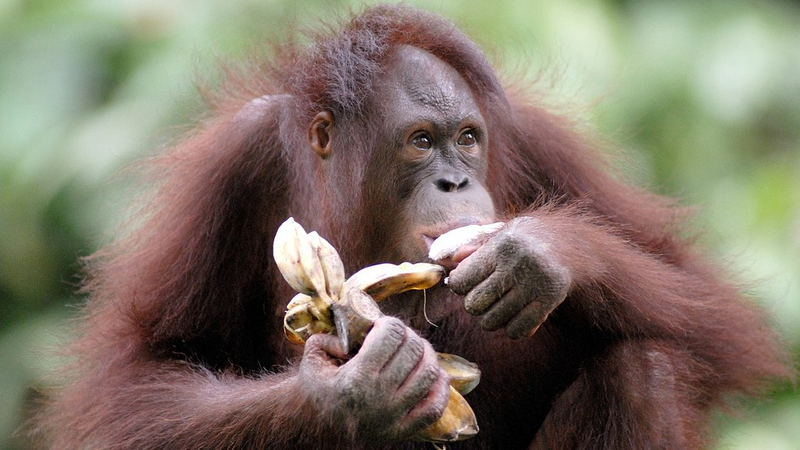 Chimps Sip Daily 'Cocktails' 🍹— What It Reveals About Humans!