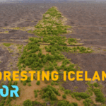 EXNX9LIASS8T6EFYUYSQ - 🌍NewspaperAmigo – Your Global News Buddy 🗞️ Iceland’s Epic Quest to Regrow Its Lost Forests 🌱❄️ video poster
