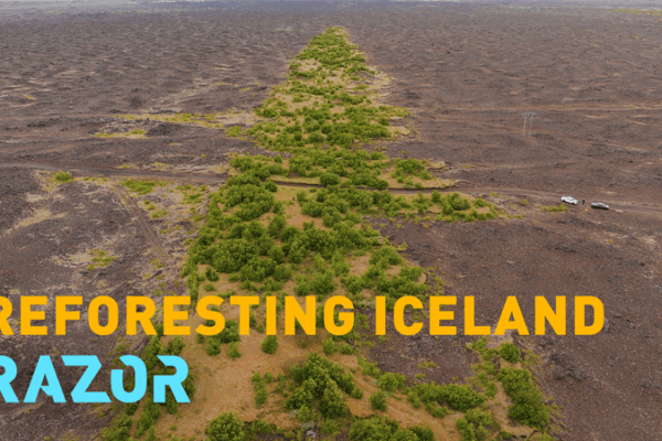 Iceland’s Epic Quest to Regrow Its Lost Forests 🌱❄️ Iceland’s Epic Quest to Regrow Its Lost Forests 🌱❄️ video poster