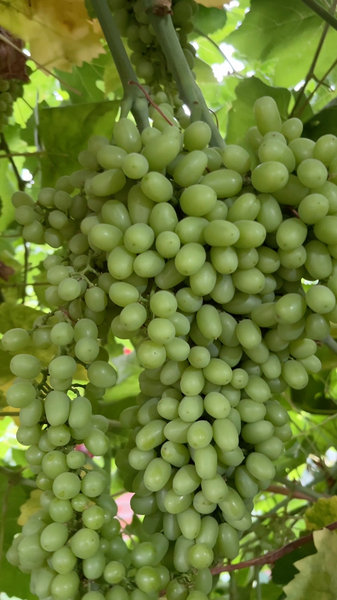 Turpan’s Grapes: Sweetest in China Thanks to Scorching Heat! 🍇🔥 Turpan’s Grapes: Sweetest in China Thanks to Scorching Heat! 🍇🔥 video poster