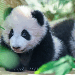 FTLXM4HXNUFKU26RB4X6 - 🌍NewspaperAmigo – Your Global News Buddy 🗞️ Adorable Panda Cubs Steal Hearts in Chengdu Debut 🐼✨
