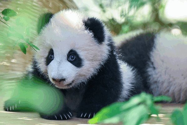 Adorable Panda Cubs Steal Hearts in Chengdu Debut 🐼✨ Adorable Panda Cubs Steal Hearts in Chengdu Debut 🐼✨