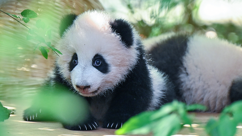 Adorable Panda Cubs Steal Hearts in Chengdu Debut 🐼✨