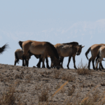 GAIONHEQFEXX7HI4T6U2 - 🌍NewspaperAmigo – Your Global News Buddy 🗞️ Wild Horses Gallop Back to Freedom in China’s Hexi Corridor 🐎🌾 video poster