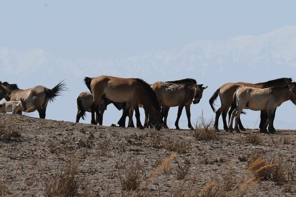 Wild Horses Gallop Back to Freedom in China’s Hexi Corridor 🐎🌾 Wild Horses Gallop Back to Freedom in China’s Hexi Corridor 🐎🌾 video poster
