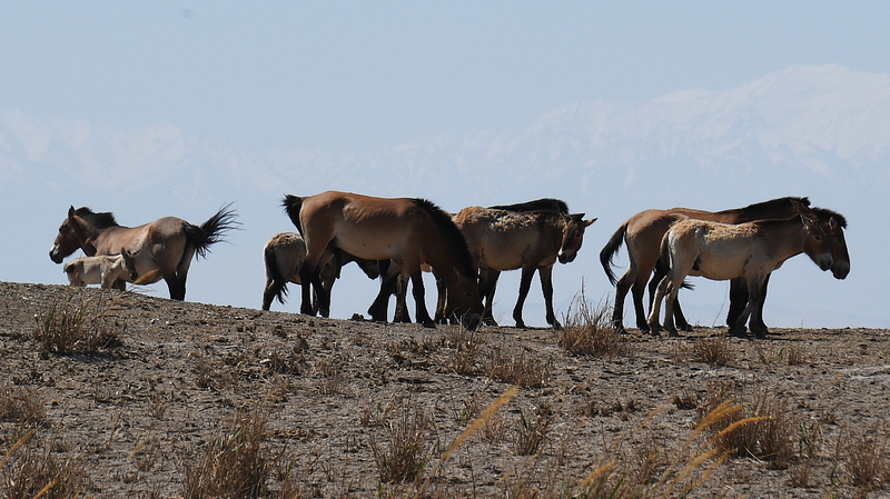 Wild Horses Gallop Back to Freedom in China’s Hexi Corridor 🐎🌾 video poster