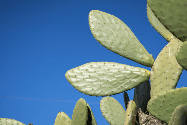 π΅ From Barren to Blooming: How Cactus Farming Transformed a Chinese Village π΅ From Barren to Blooming: How Cactus Farming Transformed a Chinese Village