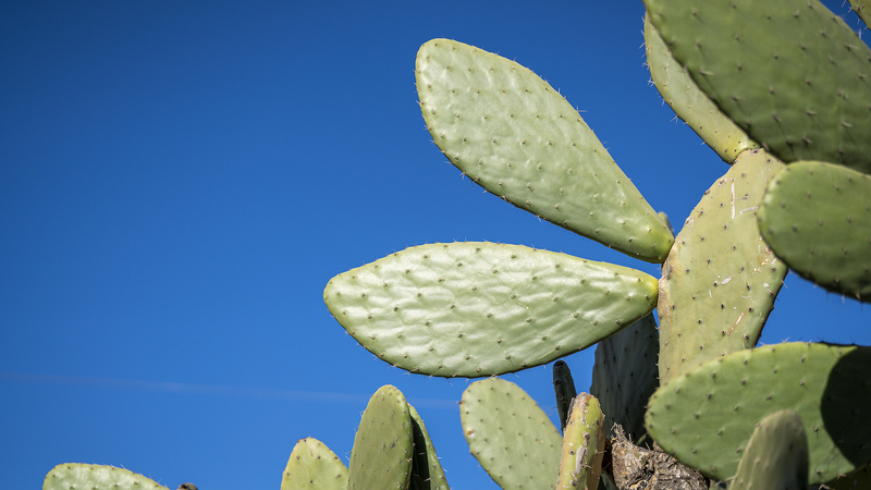 GWC2RLH4IHJDKEFKDZEA - 🌍NewspaperAmigo – Your Global News Buddy 🗞️ 🌵 From Barren to Blooming: How Cactus Farming Transformed a Chinese Village