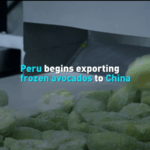 GWMEJIMXX28FJ9SST7FI - 🌍NewspaperAmigo – Your Global News Buddy 🗞️ Peru's Avocado Boom Hits China! 🥑🌍 video poster
