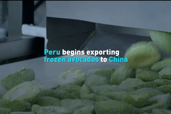 Peru’s Avocado Boom Hits China! 🥑🌍 Peru's Avocado Boom Hits China! 🥑🌍 video poster