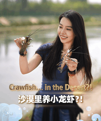 ๐ฆ๐ Desert Crawfish Steal the Show at Xinjiangโs Mid-Autumn Feast! ๐ฆ๐ Desert Crawfish Steal the Show at Xinjiangโs Mid-Autumn Feast! video poster