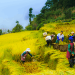 I6X6XSQW90JVZ6MXL4R4 - 🌍NewspaperAmigo – Your Global News Buddy 🗞️ Xi Jinping Celebrates Farmers' Harvest Festival 🌾👩🌾