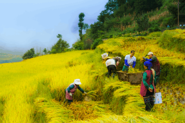 Xi Jinping Celebrates Farmers’ Harvest Festival 🌾👩🌾 Xi Jinping Celebrates Farmers' Harvest Festival 🌾👩🌾