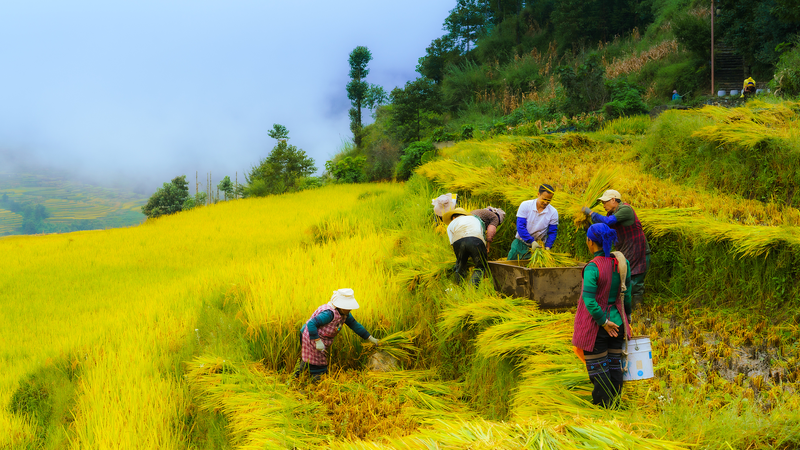 Xi Jinping Celebrates Farmers' Harvest Festival 🌾👩🌾