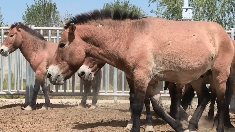 JEQBLODFIWA983WRMRSD - 🌍NewspaperAmigo – Your Global News Buddy 🗞️ China Releases 28 Przewalski's Horses to Rewild the Steppe 🐎🌾 video poster