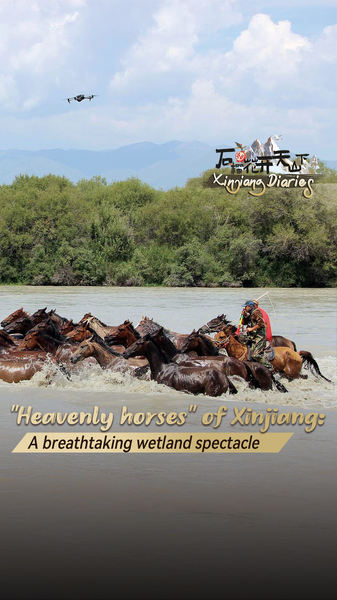 Galloping Through Xinjiang: ‘Heavenly Horses’ Stun in Wetland Spectacle 🐎💦 Galloping Through Xinjiang: ‘Heavenly Horses’ Stun in Wetland Spectacle 🐎💦 video poster