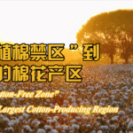 LYDD95HCB41L0C4KRTF7 - 🌍NewspaperAmigo – Your Global News Buddy 🗞️ From 'Cotton-Free' to Cotton King: Xinjiang's 50-Year Green Revolution 🌱👩🔬 video poster