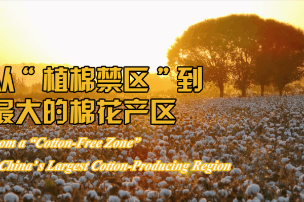 From ‘Cotton-Free’ to Cotton King: Xinjiang’s 50-Year Green Revolution 🌱👩🔬 From 'Cotton-Free' to Cotton King: Xinjiang's 50-Year Green Revolution 🌱👩🔬 video poster