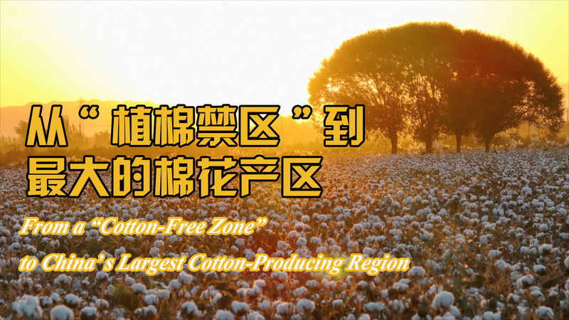 LYDD95HCB41L0C4KRTF7 - 🌍NewspaperAmigo – Your Global News Buddy 🗞️ From 'Cotton-Free' to Cotton King: Xinjiang's 50-Year Green Revolution 🌱👩🔬 video poster