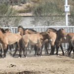 MI2PYPPY2BL6RB5M6WVF - 🌍NewspaperAmigo – Your Global News Buddy 🗞️ Wild Horses Gallop Back to Freedom in Dunhuang 🐎🌾