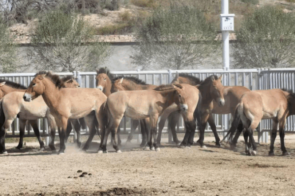 Wild Horses Gallop Back to Freedom in Dunhuang 🐎🌾 Wild Horses Gallop Back to Freedom in Dunhuang 🐎🌾