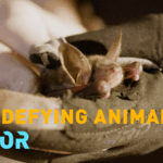 N85XPLHEGABE9C7GBXR7 - 🌍NewspaperAmigo – Your Global News Buddy 🗞️ Bats & Biology: Unlocking Nature’s Anti-Aging Secrets 🦇🔬 video poster