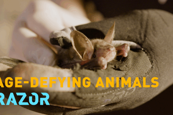 Bats & Biology: Unlocking Nature’s Anti-Aging Secrets 🦇🔬 Bats & Biology: Unlocking Nature’s Anti-Aging Secrets 🦇🔬 video poster