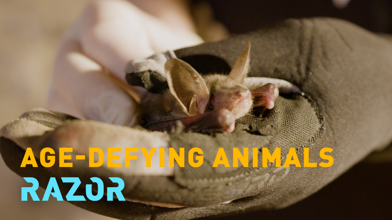 Bats & Biology: Unlocking Nature’s Anti-Aging Secrets 🦇🔬 video poster