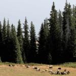O3PMM8DY7PN9C6AU8R46 - 🌍NewspaperAmigo – Your Global News Buddy 🗞️ Misty Magic: Xinjiang's Songshutou Offers Breathtaking Views 🌲🌊 video poster