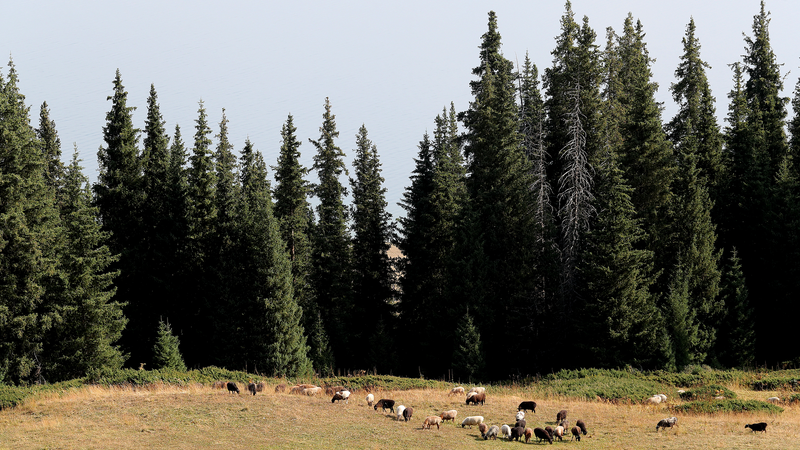 Misty Magic: Xinjiang's Songshutou Offers Breathtaking Views 🌲🌊 video poster
