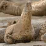 OOLQUQMAD3239AJ6U3W8 - 🌍NewspaperAmigo – Your Global News Buddy 🗞️ 🌊 Rare Seals & Bird Waves: Liaodong Bay’s Eco Guardians Shine on World Maritime Day video poster