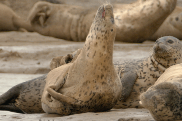 🌊 Rare Seals & Bird Waves: Liaodong Bay’s Eco Guardians Shine on World Maritime Day 🌊 Rare Seals & Bird Waves: Liaodong Bay’s Eco Guardians Shine on World Maritime Day video poster