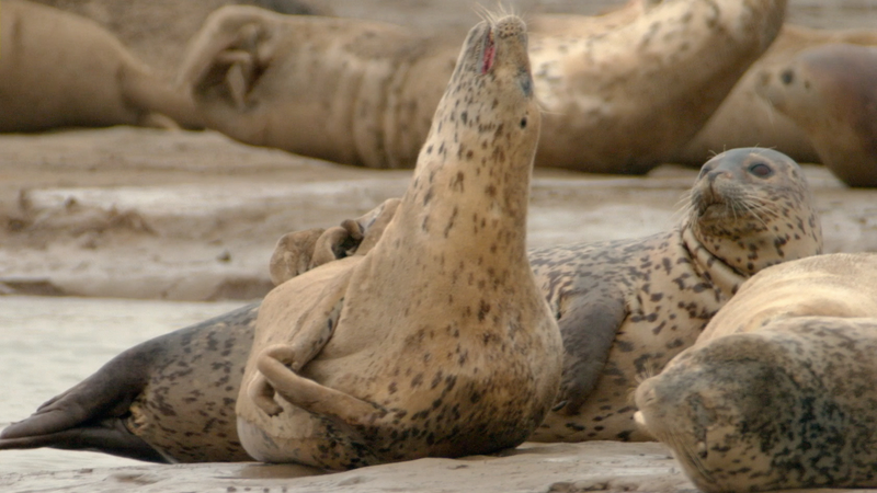 🌊 Rare Seals & Bird Waves: Liaodong Bay’s Eco Guardians Shine on World Maritime Day video poster