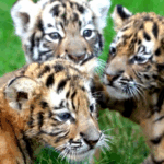 OQGPNT3XA3BH4UE0CNBE - 🌍NewspaperAmigo – Your Global News Buddy 🗞️ 🦁🐯 Adorable Tiger & Lion Cubs Set for National Day Debut in China! video poster