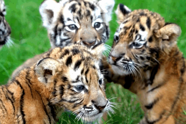 ๐ฆ๐ฏ Adorable Tiger & Lion Cubs Set for National Day Debut in China! ๐ฆ๐ฏ Adorable Tiger & Lion Cubs Set for National Day Debut in China! video poster