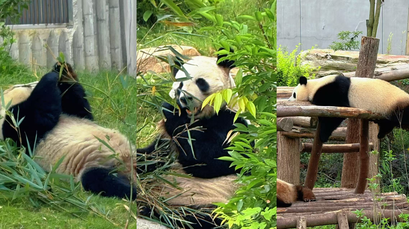 Chengdu’s Giant Pandas: Your Next Travel Obsession 🐼✈️ Chengdu’s Giant Pandas: Your Next Travel Obsession 🐼✈️ video poster