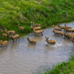 PI3694AZ8H4ZIM4HWE5U - 🌍NewspaperAmigo – Your Global News Buddy 🗞️ Wild Pere David's Deer Thrive in Jiangsu Wetlands 🌿🦌