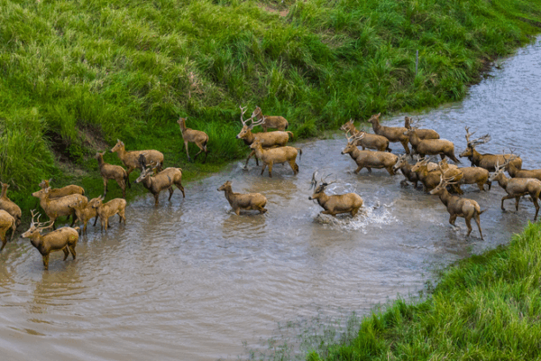 Wild Pere David’s Deer Thrive in Jiangsu Wetlands 🌿🦌 Wild Pere David's Deer Thrive in Jiangsu Wetlands 🌿🦌