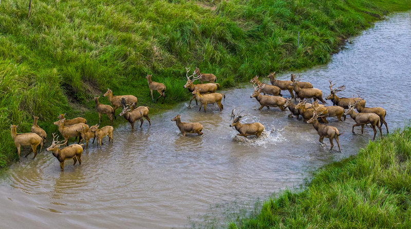 Wild Pere David's Deer Thrive in Jiangsu Wetlands 🌿🦌
