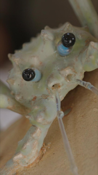 Megan White’s Ocean-Inspired Ceramics Redefine Beauty 🌊🦀 Megan White’s Ocean-Inspired Ceramics Redefine Beauty 🌊🦀 video poster