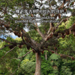 PWJ3ELFFKMB9J4BCXVHI - 🌍NewspaperAmigo – Your Global News Buddy 🗞️ 🌳 Ancient Tree in China Offers Climate Wisdom for the Digital Age 🌍✨ video poster