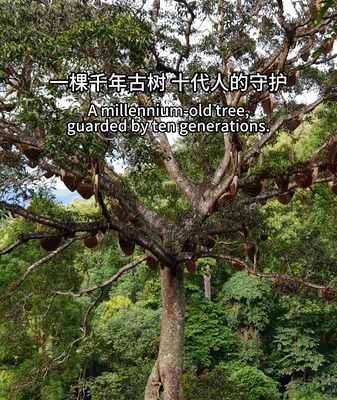 ๐ณ Ancient Tree in China Offers Climate Wisdom for the Digital Age ๐โจ ๐ณ Ancient Tree in China Offers Climate Wisdom for the Digital Age ๐โจ video poster
